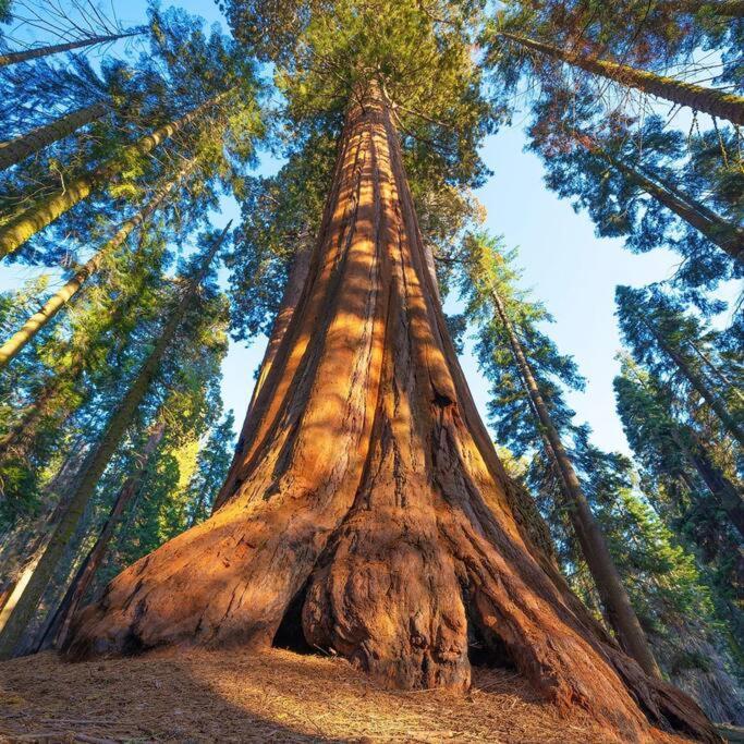 Sequoia Cabin By The River Three Rivers Dış mekan fotoğraf